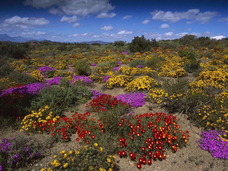 Colorful Wildflowers in Field — Yellow, Vibrant