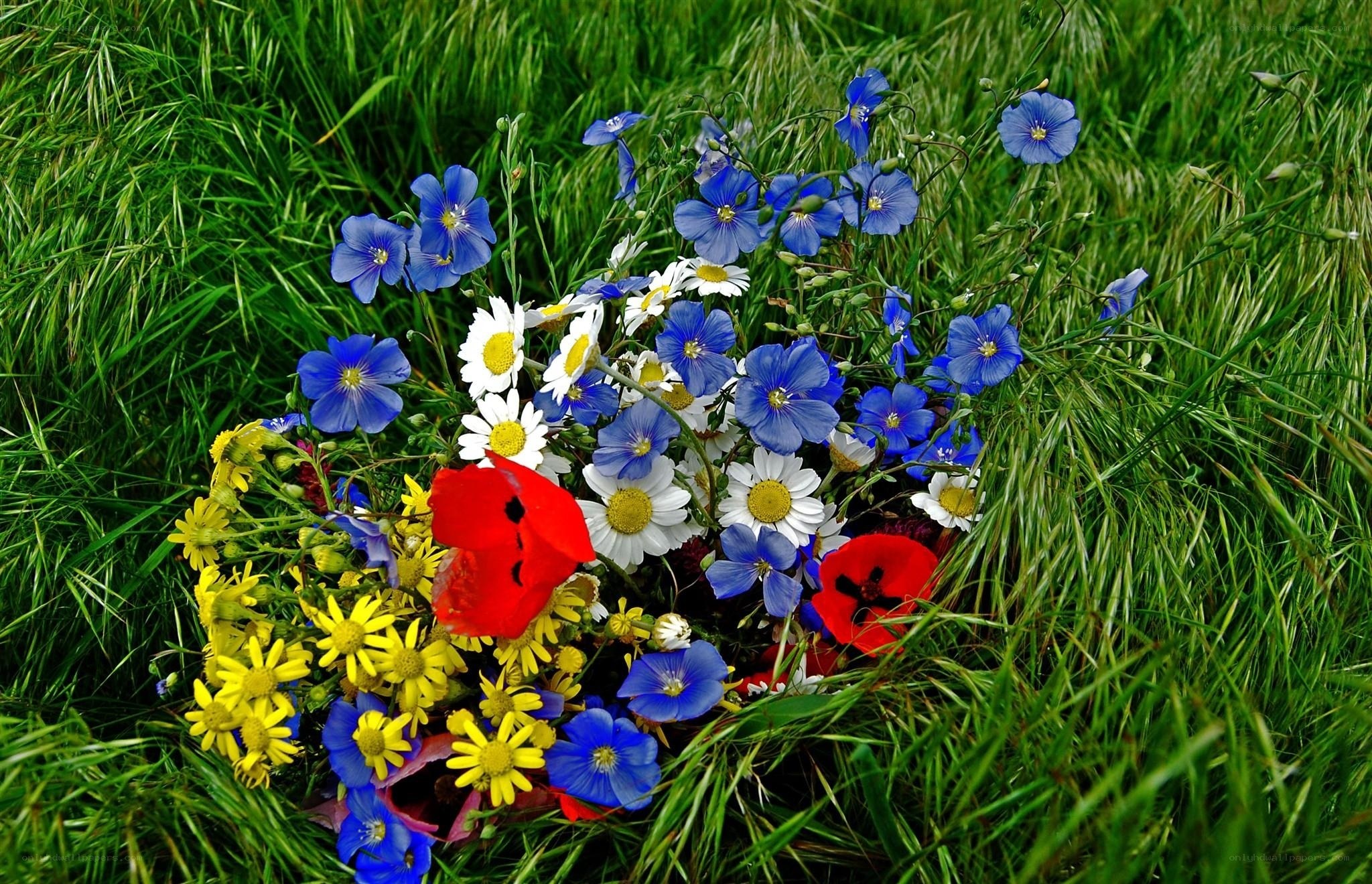 Colorful wildflowers in grass