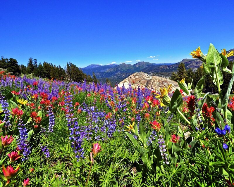Colorful wildflowers in mountain meadow