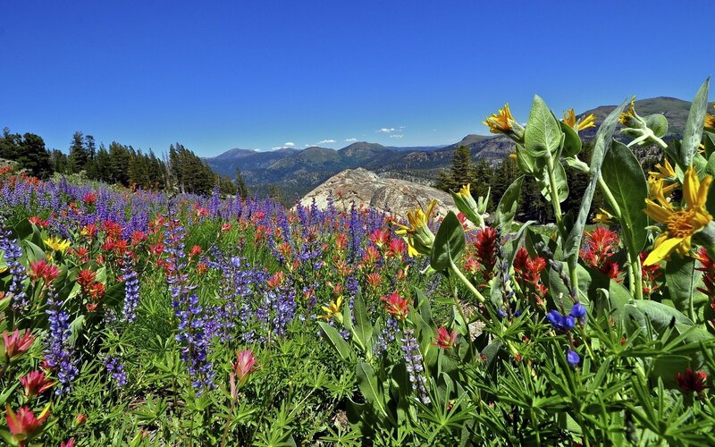 Colorful wildflowers in mountain meadow