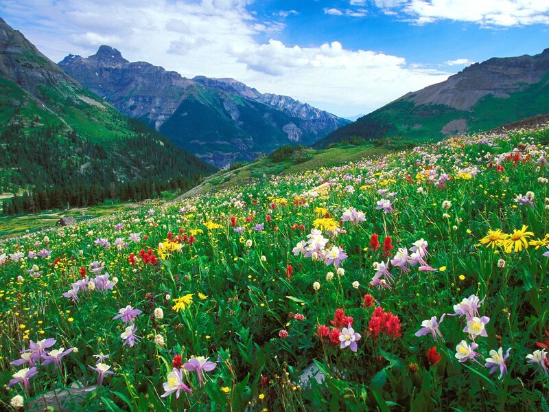 Colorful wildflowers in mountain valley