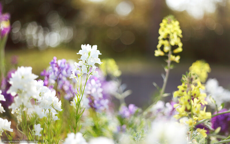 Colorful wildflowers in sunlight