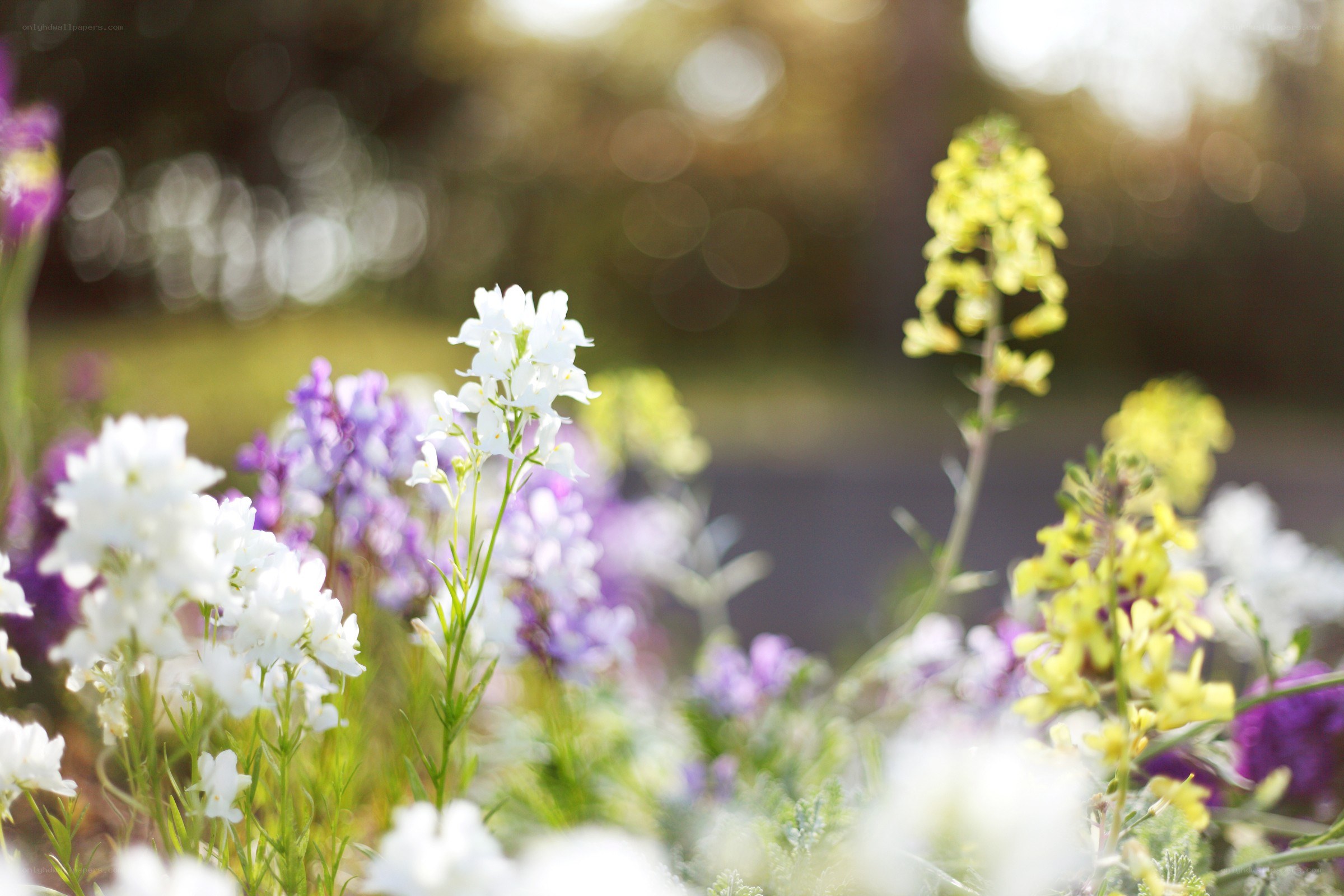Colorful wildflowers in sunlight