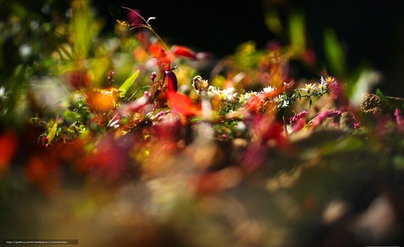 Colorful wildflowers in sunlight