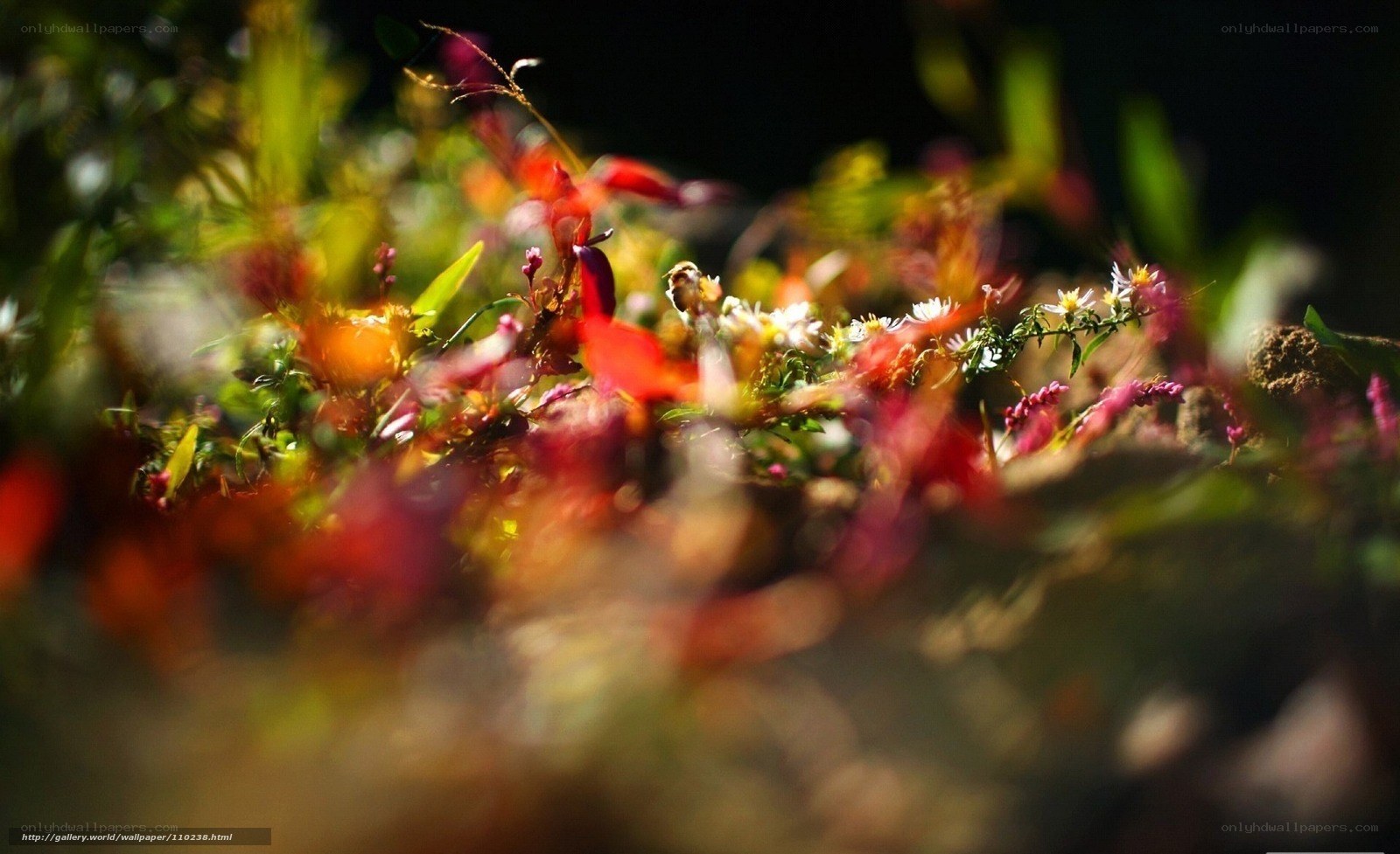 Colorful wildflowers in sunlight