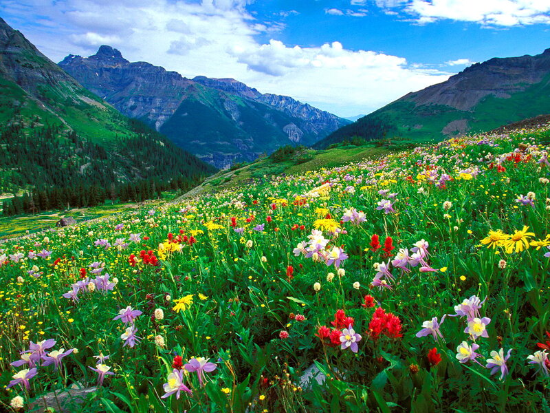 Colorful Wildflowers in Valley