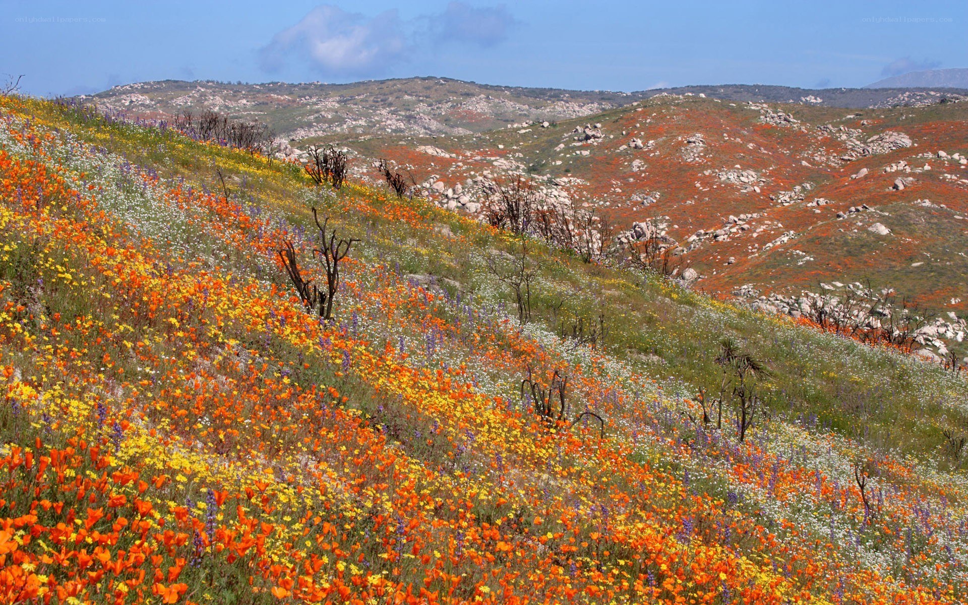 Colorful wildflowers on a hillside