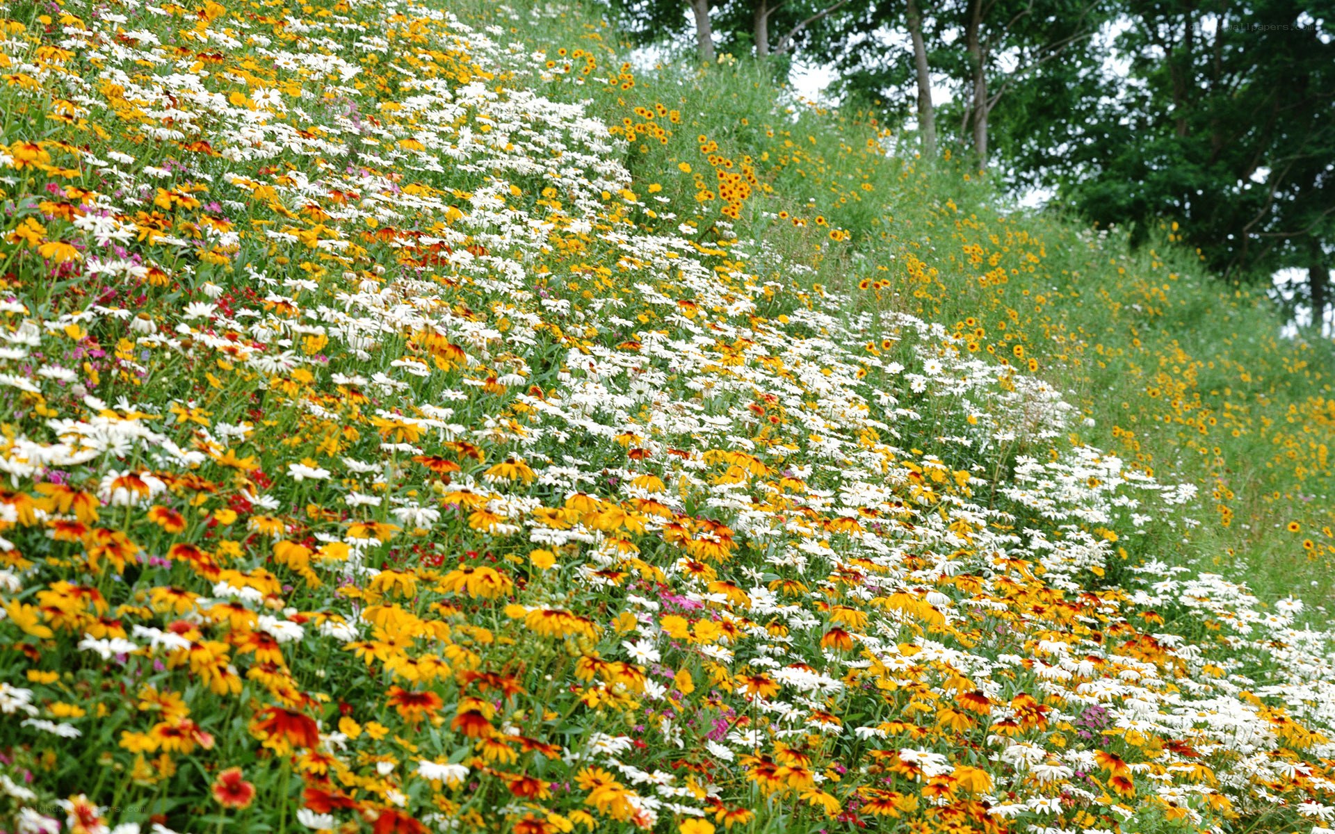Colorful wildflowers on a hillside