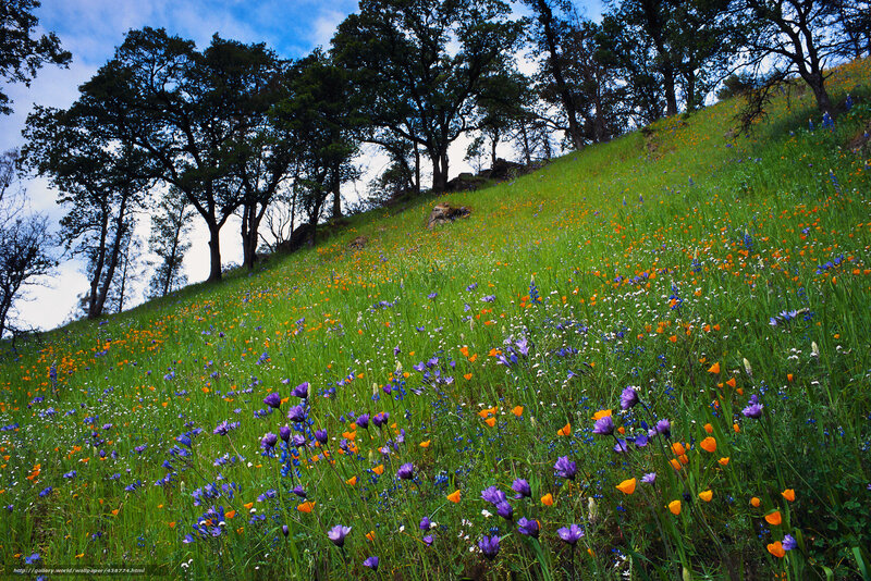 Colorful wildflowers on a hillside