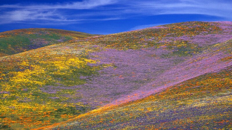 Colorful Wildflowers on Hills