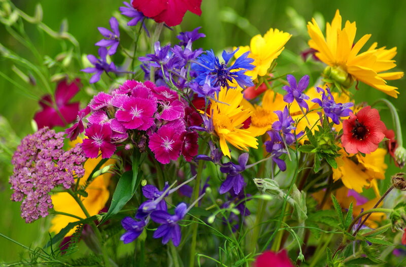 Colorful Wildflowers — Pink