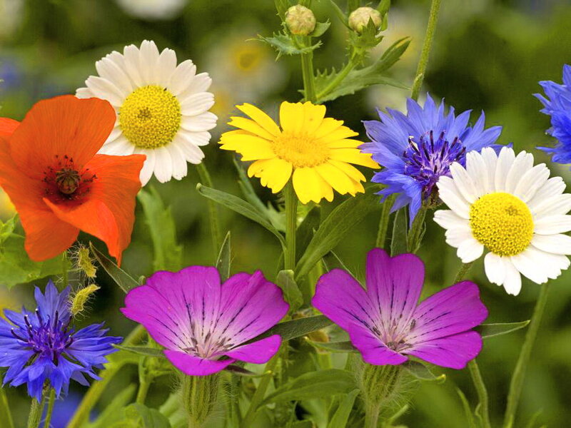 Colorful Wildflowers — Purple
