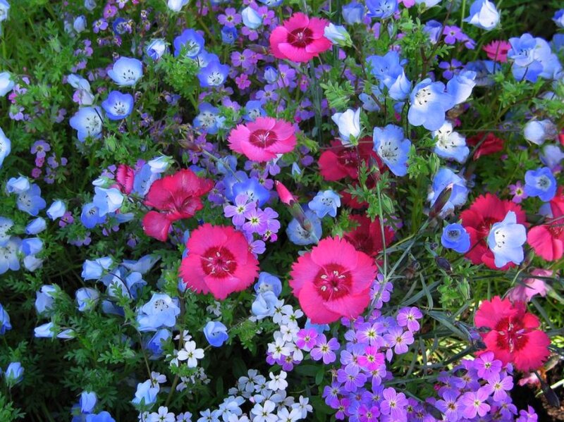 Colorful Wildflowers