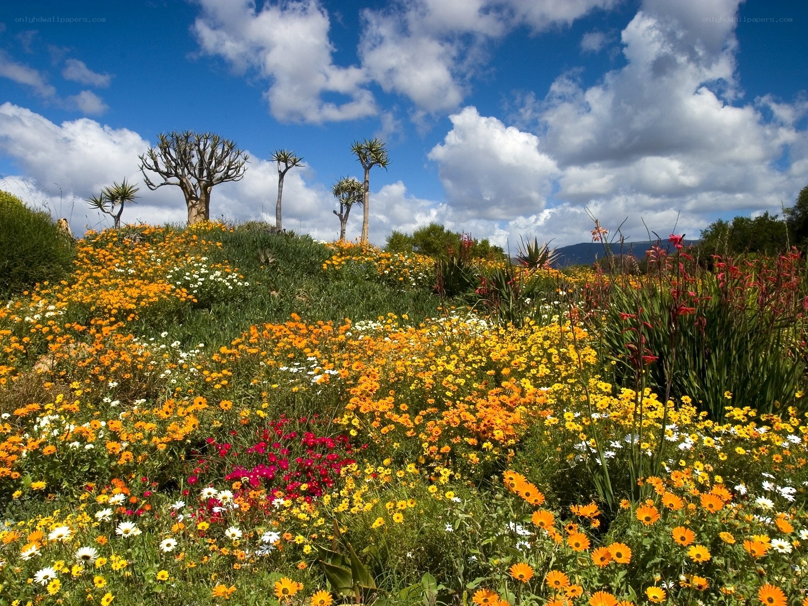 Colorful wildflowers under blue sky