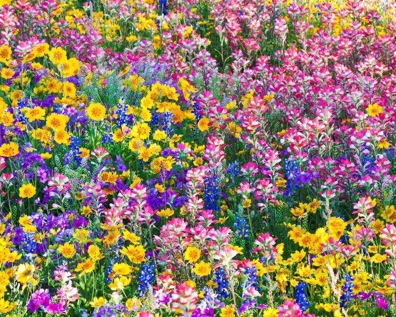 Colorful Wildflowers — Yellow
