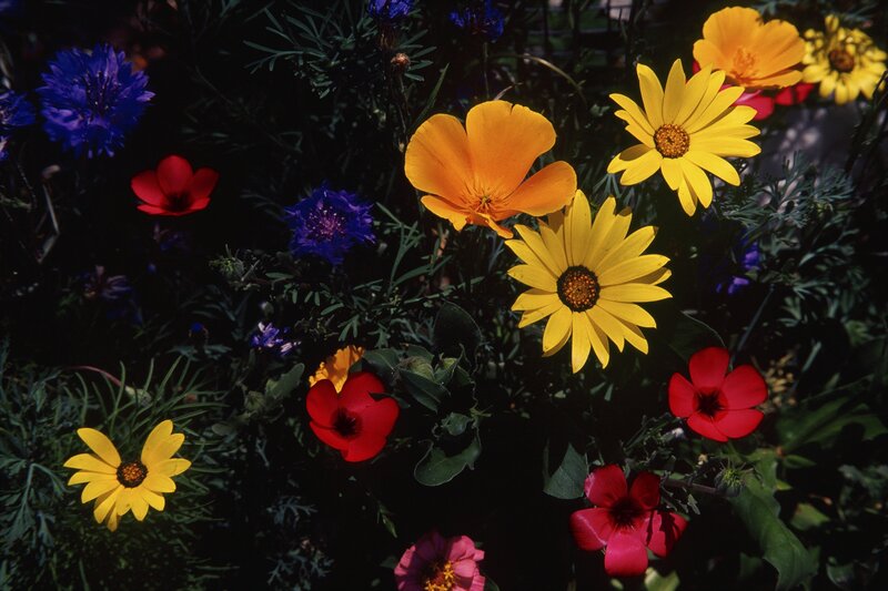 Colorful Wildflowers — Yellow, Vibrant, Afternoon