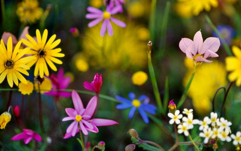Colorful Wildflowers — Yellow, Vibrant, Spring