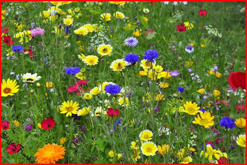 Colorful Wildflowers — Yellow, Vibrant