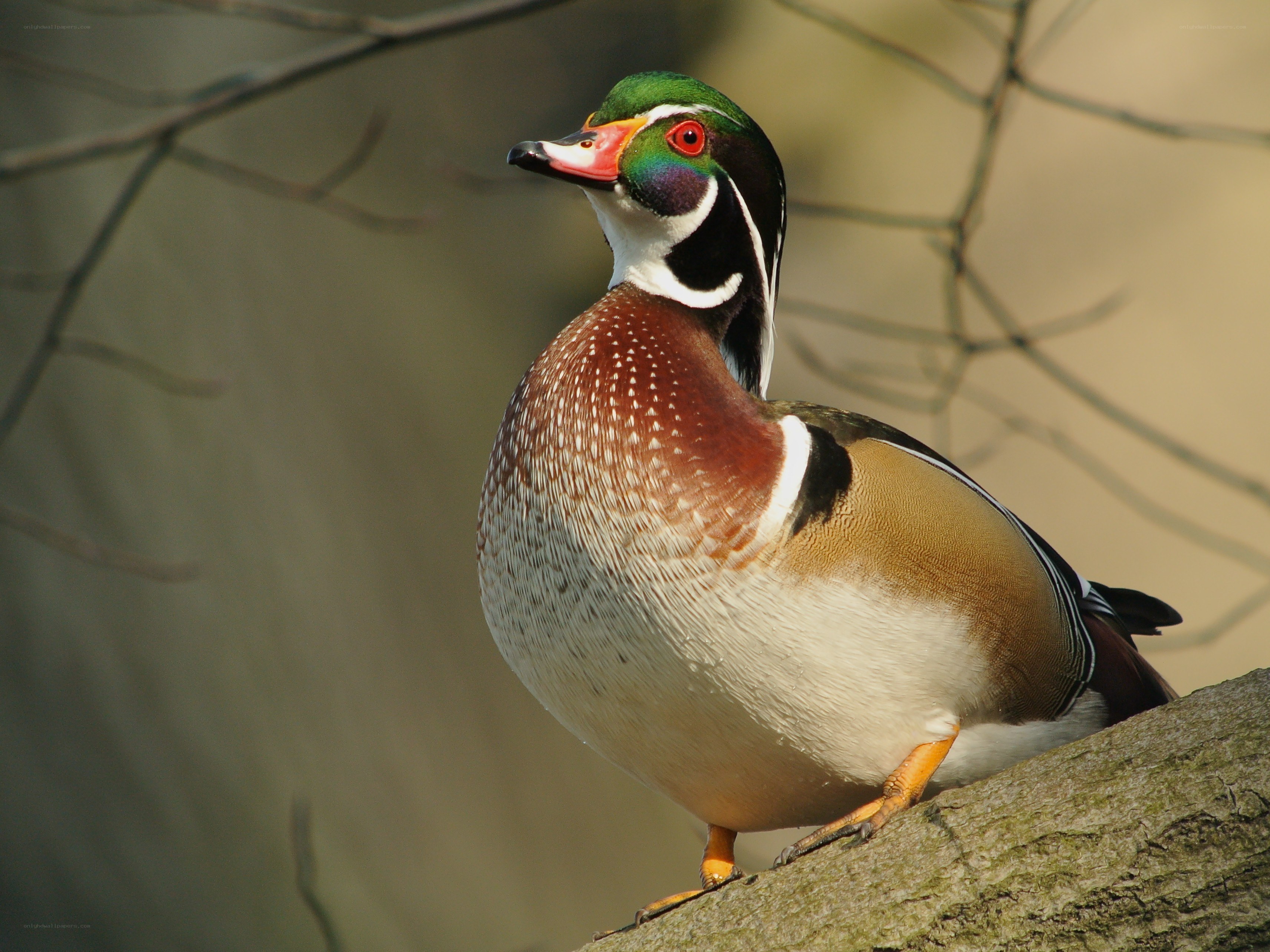 colorful wood duck perched