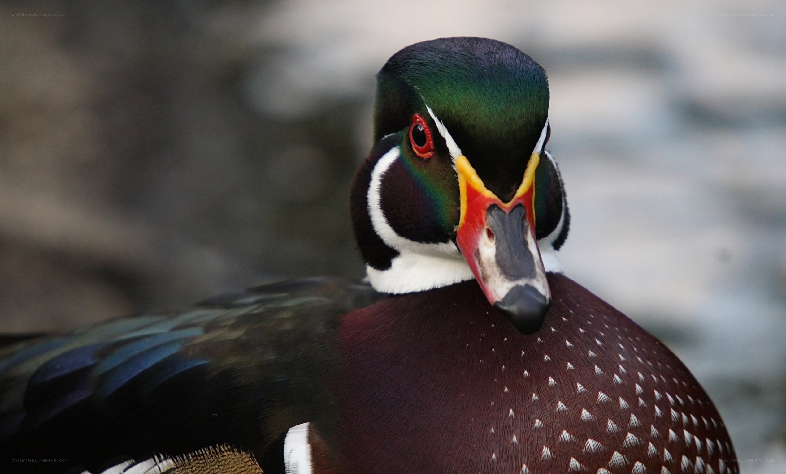 colorful wood duck portrait