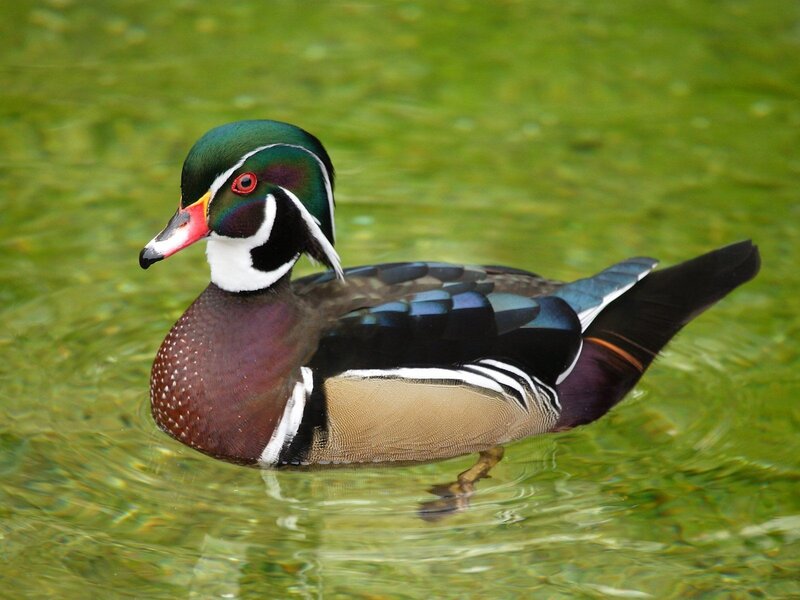 colorful wood duck swimming
