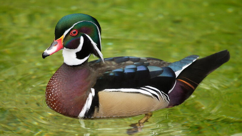 colorful wood duck swimming