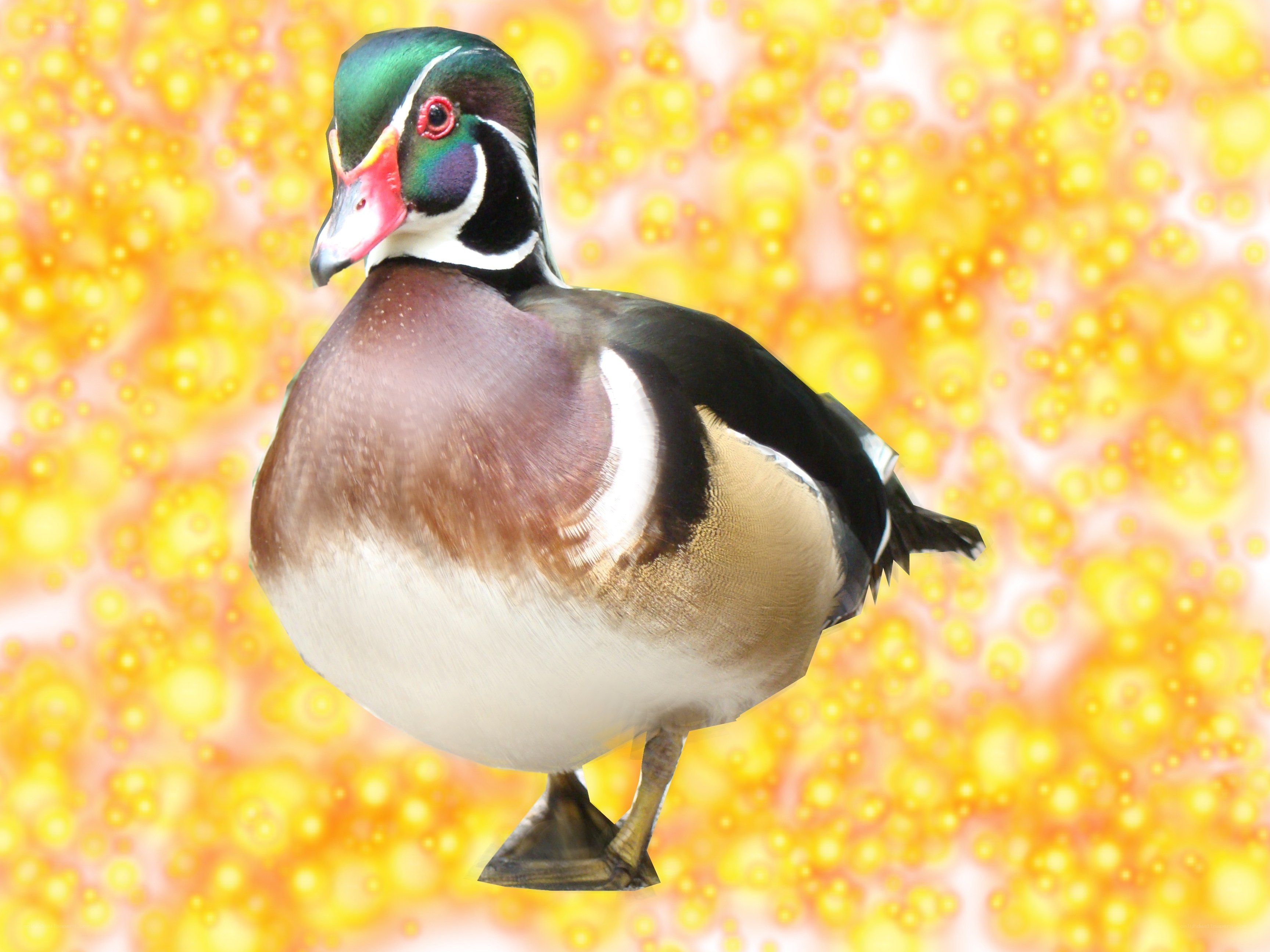colorful wood duck