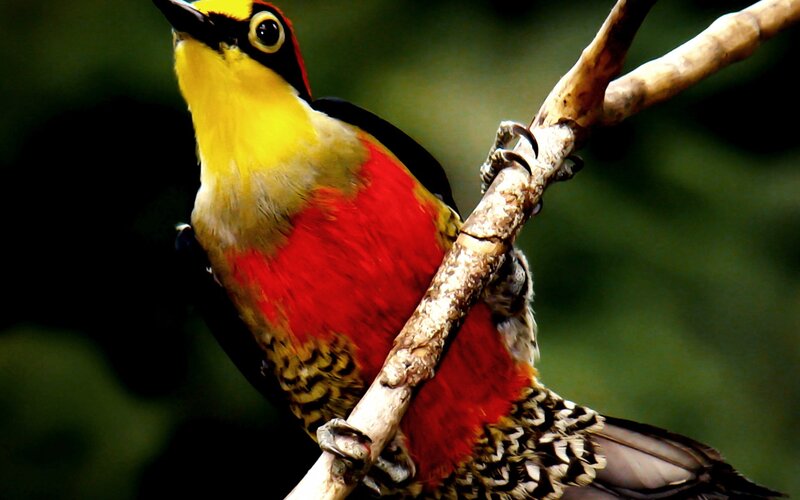Colorful Woodpecker on Branch — Red, Natural