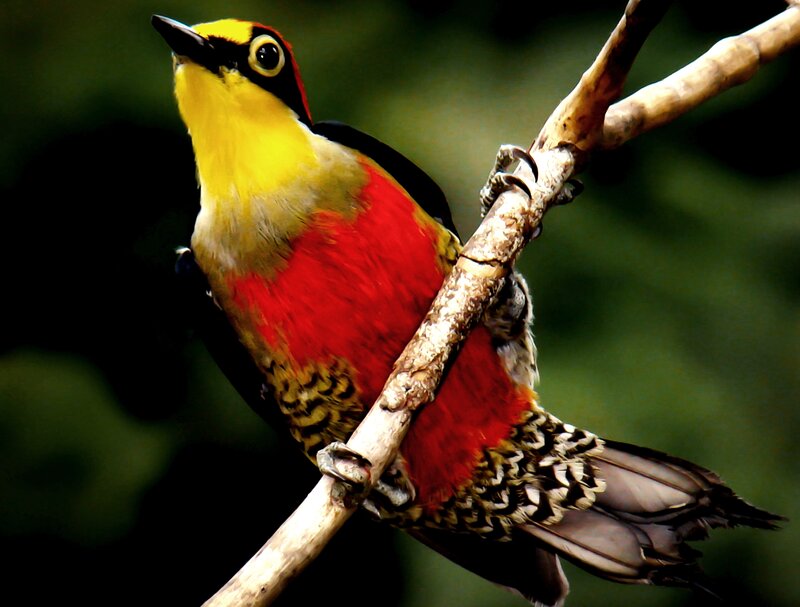 Colorful Woodpecker on Branch — Red
