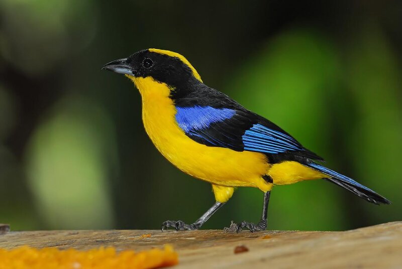 Colorful yellow and blue bird