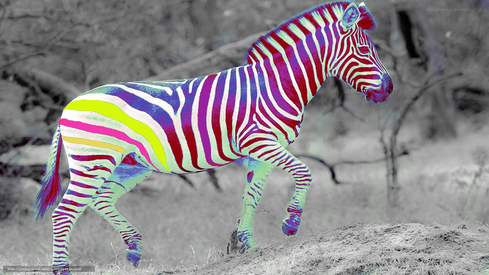 Colorful zebra in grayscale landscape