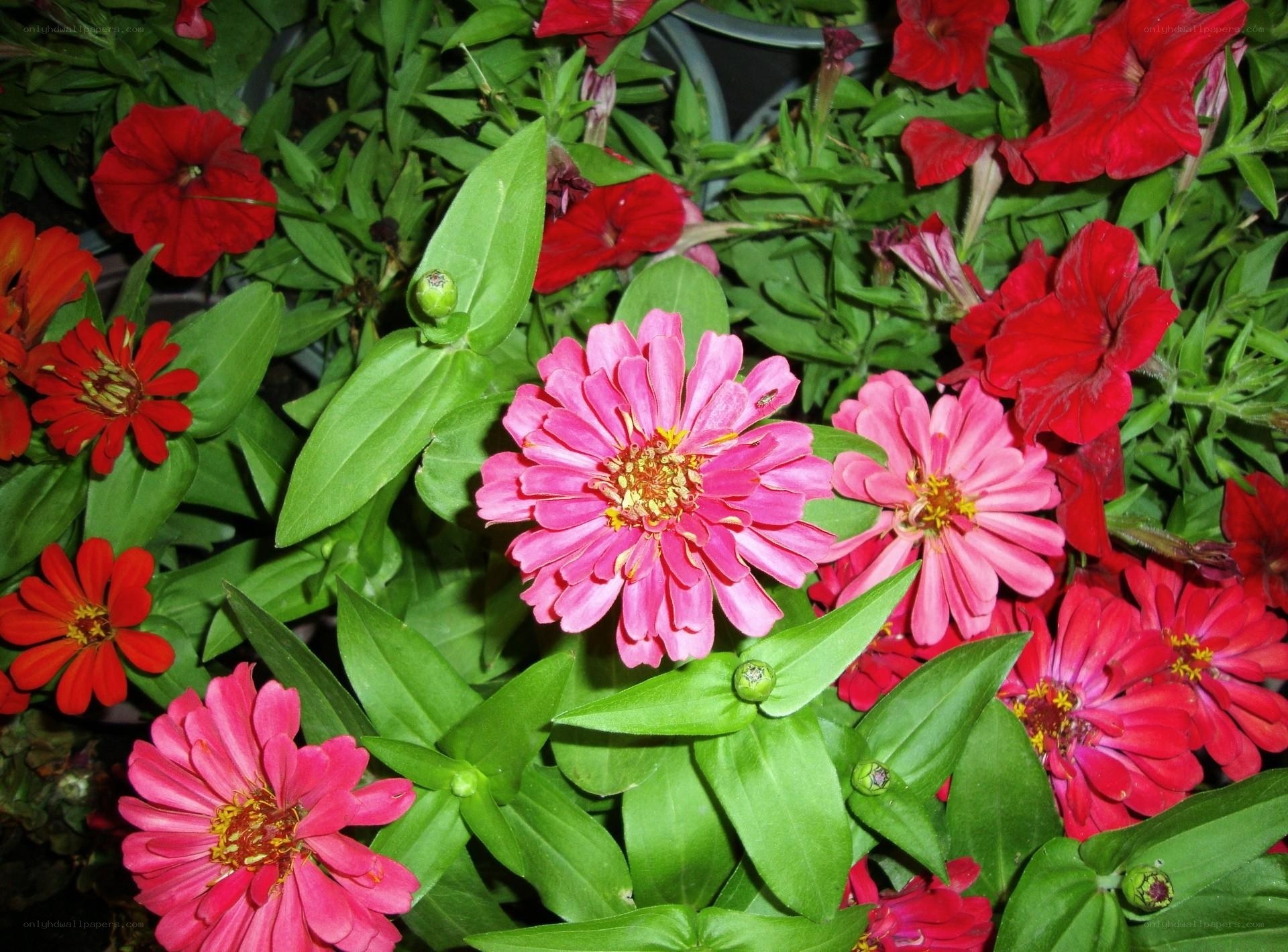 Colorful zinnia and petunia flowers