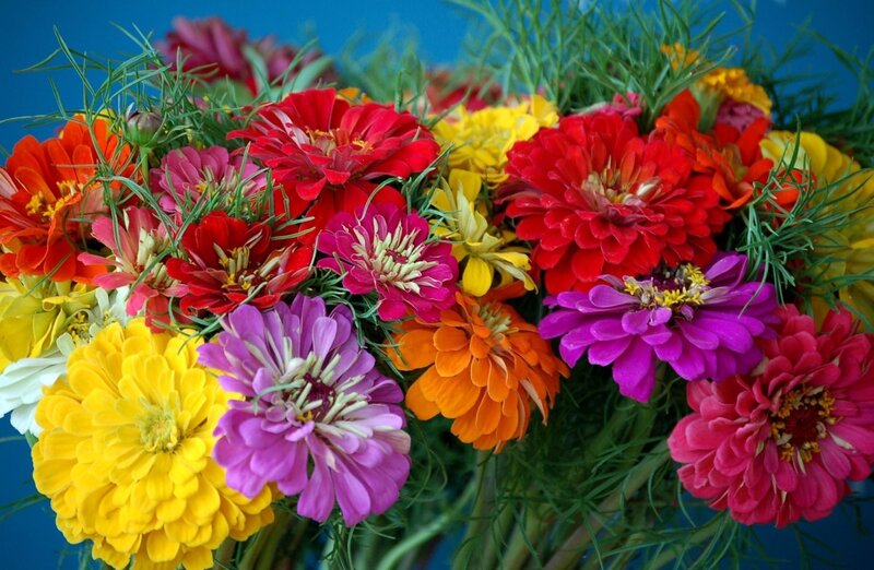 Colorful Zinnia Bouquet — Red