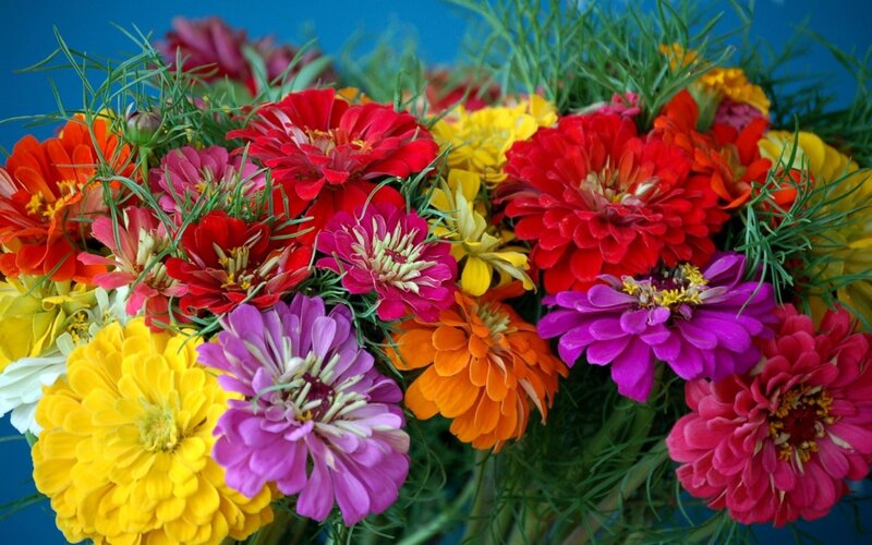 Colorful Zinnia Bouquet