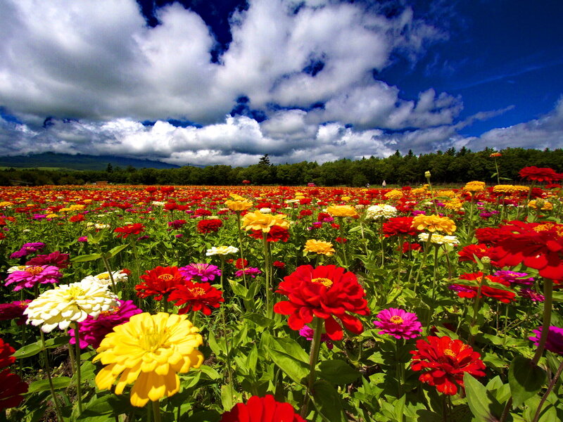 Colorful Zinnia Field