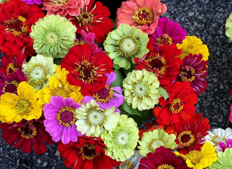 Colorful zinnia flower bouquet