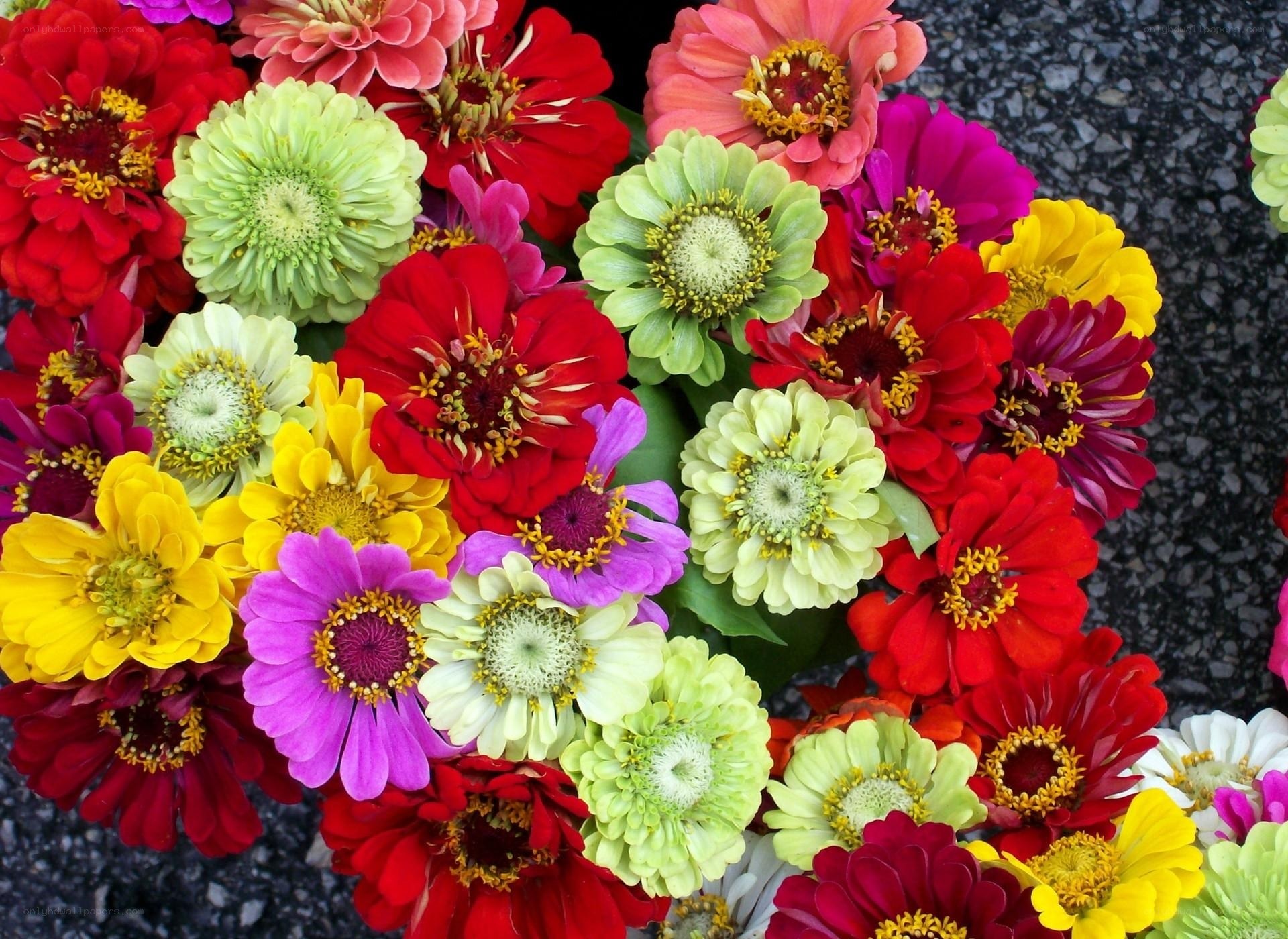 Colorful zinnia flower bouquet
