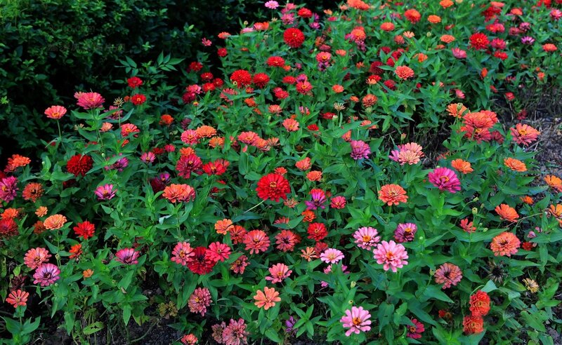 Colorful zinnia flower garden