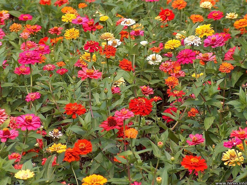 Colorful zinnia flower garden