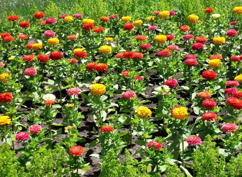 Colorful zinnia flower garden