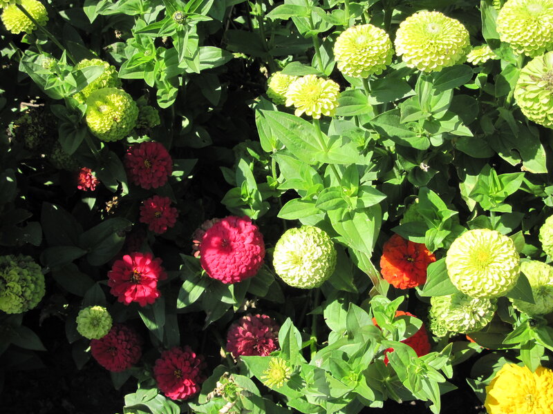 Colorful Zinnia Flowers — Green