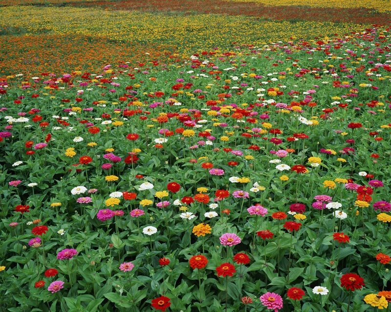 Colorful Zinnia Flowers — Green, Vibrant