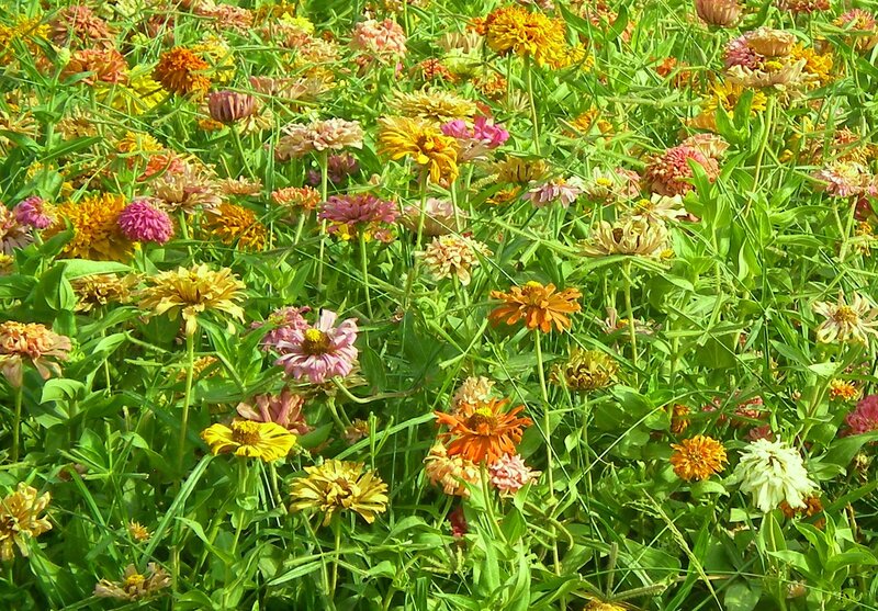 colorful zinnia flowers in a field
