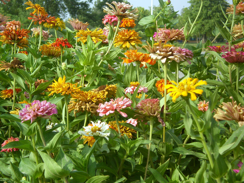 Colorful zinnia flowers in bloom