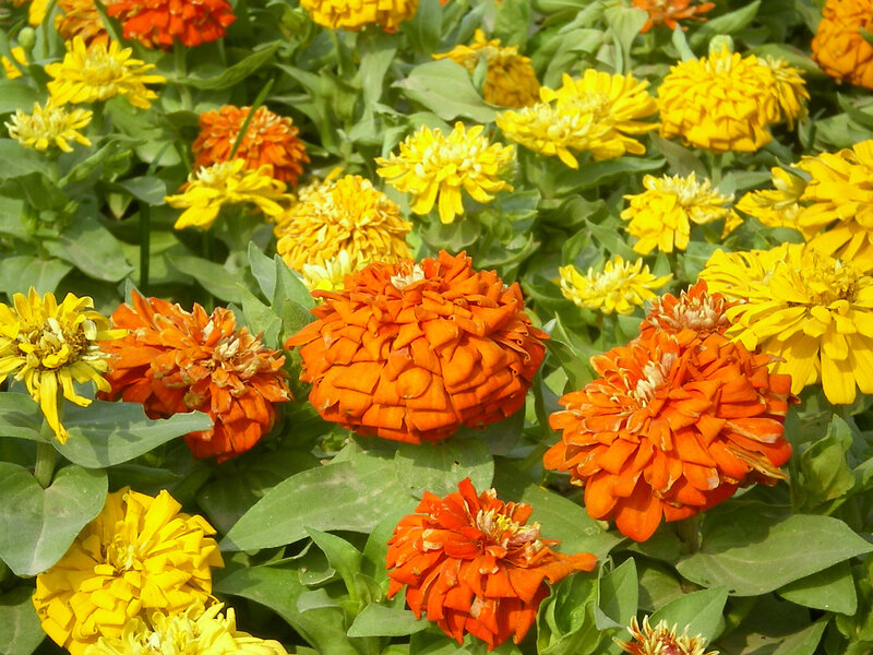 Colorful zinnia flowers in bloom