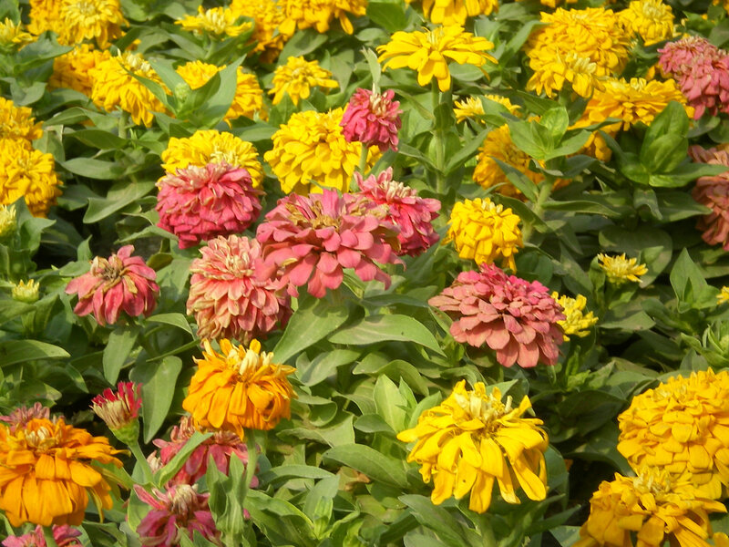 Colorful zinnia flowers in bloom