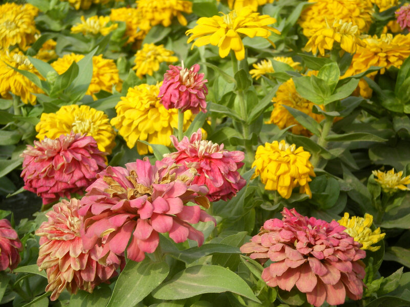 Colorful zinnia flowers in bloom