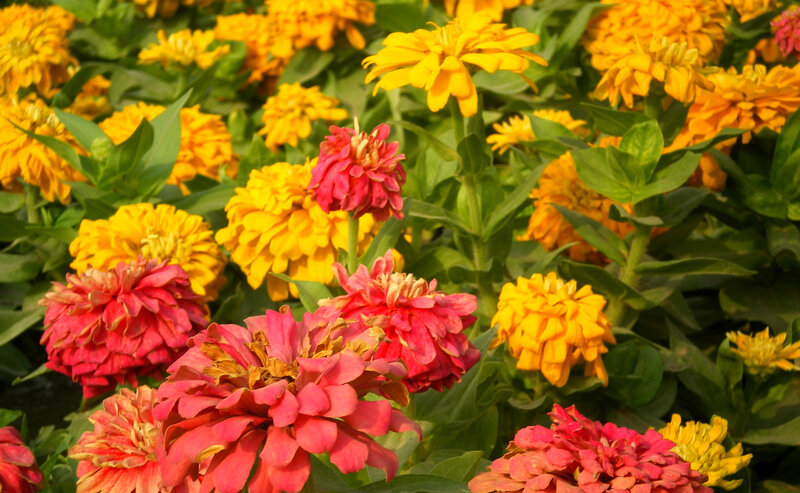 Colorful zinnia flowers in bloom