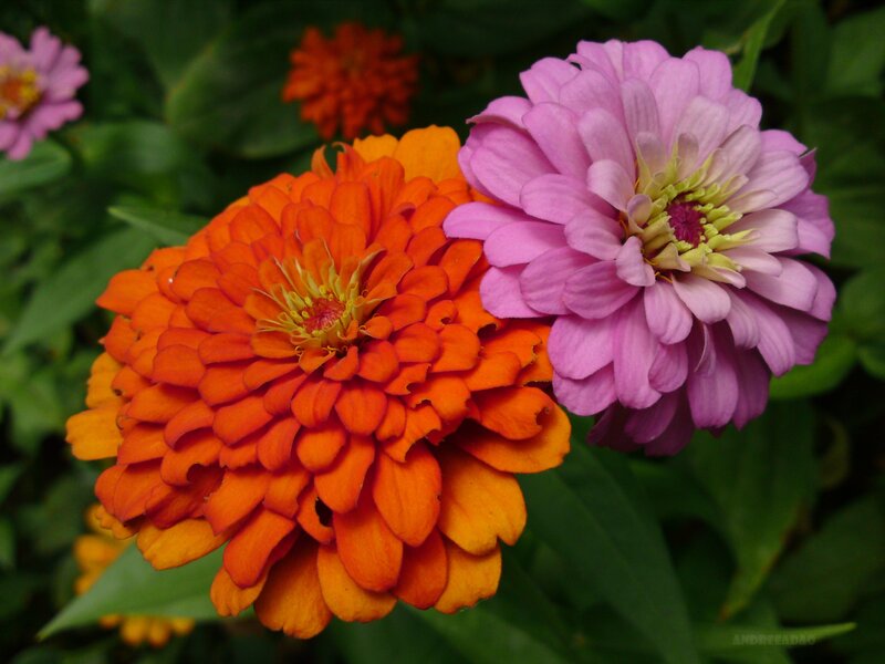 Colorful zinnia flowers in bloom