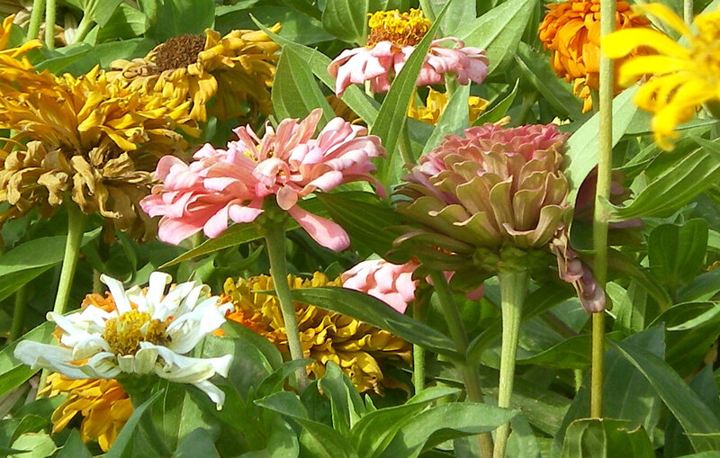 Colorful zinnia flowers in garden